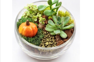 Plant Nite: Succulents in Slope Bowl with Fall Pumpkin